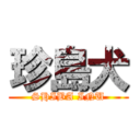 珍島犬 (SHIBA INU)