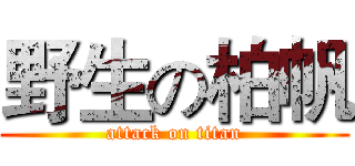 野生の柏帆 (attack on titan)