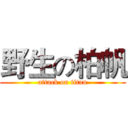 野生の柏帆 (attack on titan)