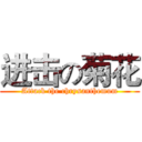 进击の菊花 (Attack the chrysanthemum)