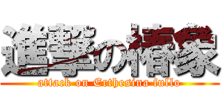 進撃の椿象 (attack on Erthesina fullo)