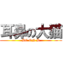 耳鼻の大猫 (BC ON B)