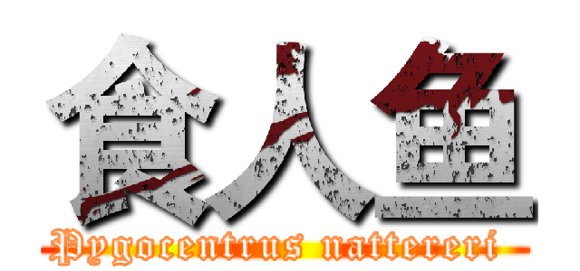 食人鱼 (Pygocentrus nattereri )