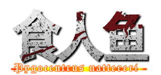 食人鱼 (Pygocentrus nattereri )