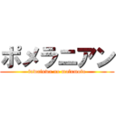 ポメラニアン (fuwafuwa no mofumofu)
