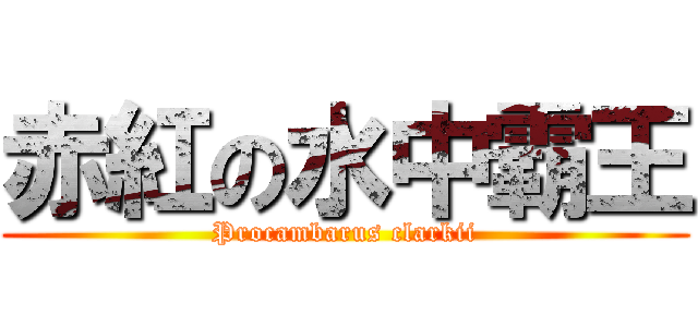 赤紅の水中霸王 (Procambarus clarkii)