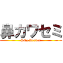 鼻カワセミ (SCz Reader)