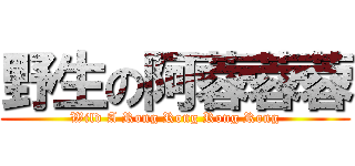 野生の阿蓉蓉蓉 (Wild A Rong Rong Rong Rong)