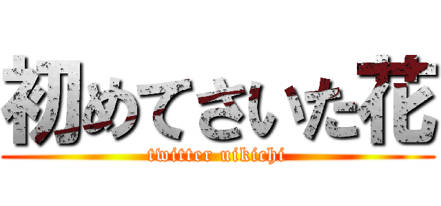 初めてさいた花 (twitter uikichi)