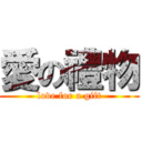 愛の禮物 (love for a gift)