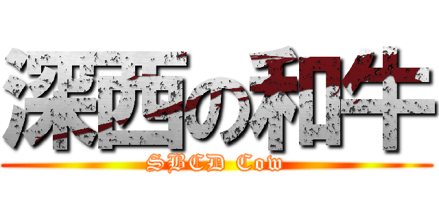 深西の和牛 (SBCD Cow)