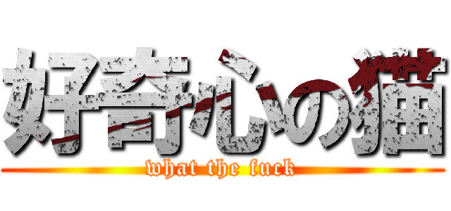 好奇心の猫 (what the fuck)