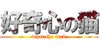 好奇心の猫 (what the fuck)