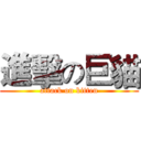 進擊の巨貓 (attack on kitten)