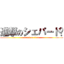 進撃のシェパード燑 (attack on titan)