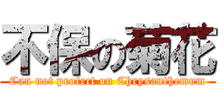 不保の菊花 (Can not protect on Chrysanthemum)