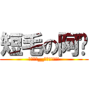 短毛の阿强 (终极进击__失败!!!!!)