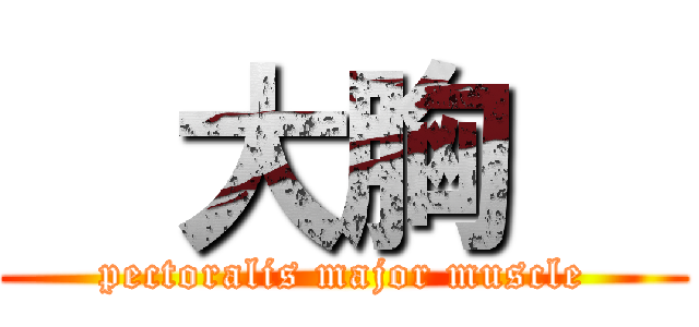  大胸   (pectoralis major muscle)
