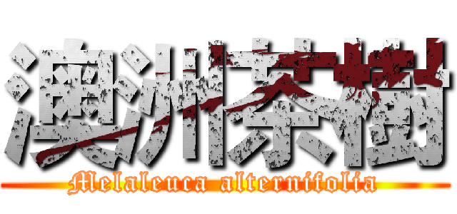 澳洲茶樹 (Melaleuca alternifolia)