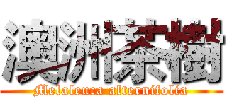 澳洲茶樹 (Melaleuca alternifolia)