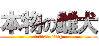 本物の雌犬 (a real bitch)