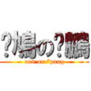 戇鳩の柒鵬 (on9 on 7pang)