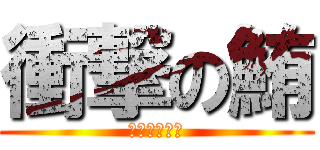 衝撃の鮪 (キハダマグロ)