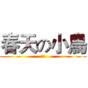 春天の小鳥 (少尉)