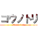 コウノトリ (Kounotori)