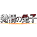 発情の兔子 (Oestrus on Rabbit)