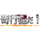 奇行種だ！ (Oh abnormal)