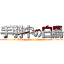 手羽中の白鳥 (Tebatyuu of siratori)