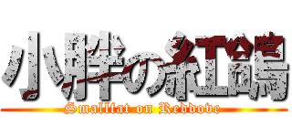 小胖の紅鴿 (Smallfat on Reddove)