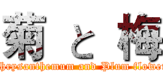 菊  と  梅 (Chrysanthemum and Plum flower)