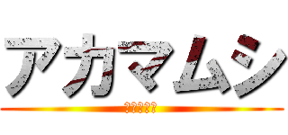 アカマムシ (アカマムシ)