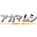 アカマムシ (アカマムシ)