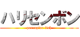 ハリセンボン (porcupine fish)