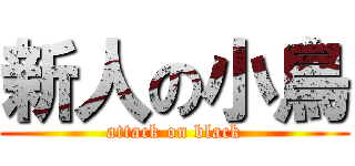 新人の小鳥 (attack on black)