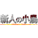 新人の小鳥 (attack on black)