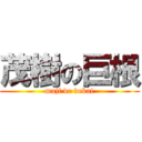 茂樹の巨根 (maji de dekai)