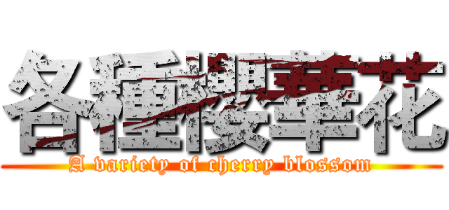 各種櫻華花 (A variety of cherry blossom)