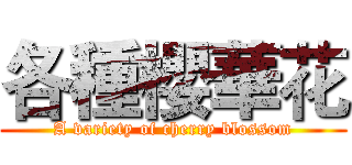 各種櫻華花 (A variety of cherry blossom)