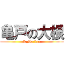 亀戸の大根 (K_Daikon)