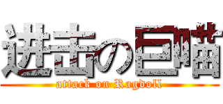 进击の巨喵 (attack on Ragdoll)