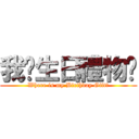 我份生日禮物呢 (Where is my Birthday Gift?)