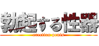 勃起する性器 (erection penis)