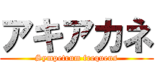 アキアカネ (Sympetrum frequens)