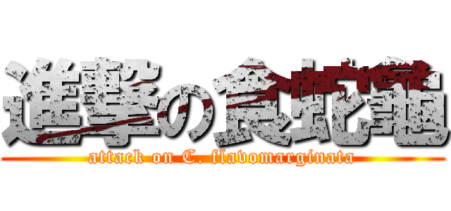 進撃の食蛇龜 (attack on C. flavomarginata)