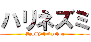 ハリネズミ (Pygmy hedgehog)