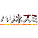 ハリネズミ (Pygmy hedgehog)